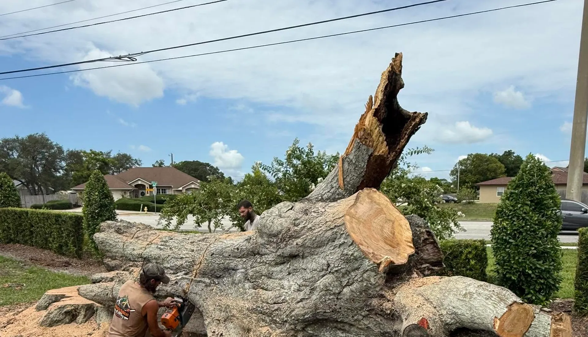 Large tree removal photographed on Volusia Bobcat & Tree Service's existing website