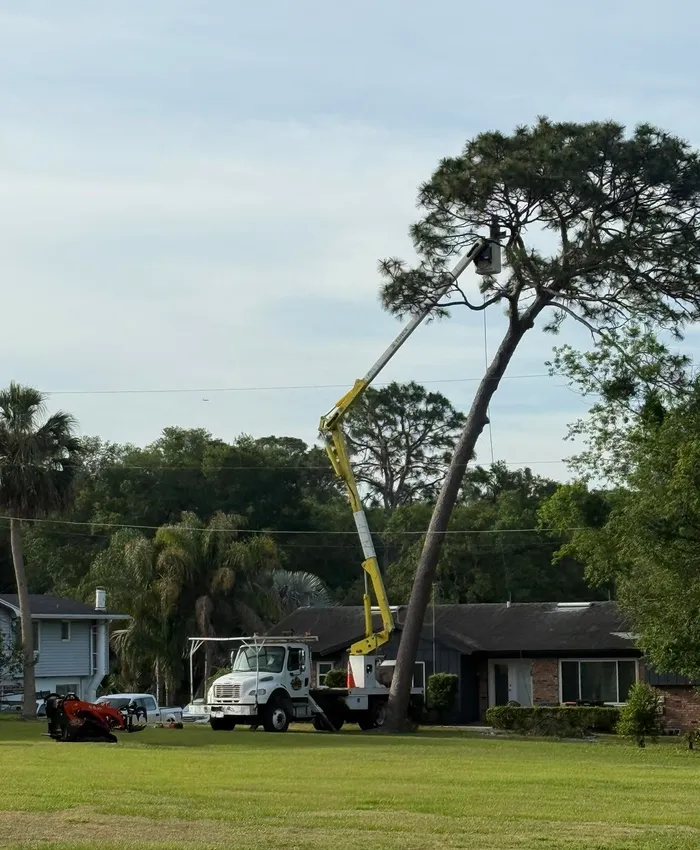 Tree work photograph published on the existing company website