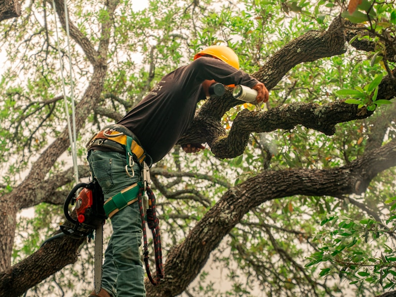 Arborist trimming a large oak tree with a crane near a brick house.