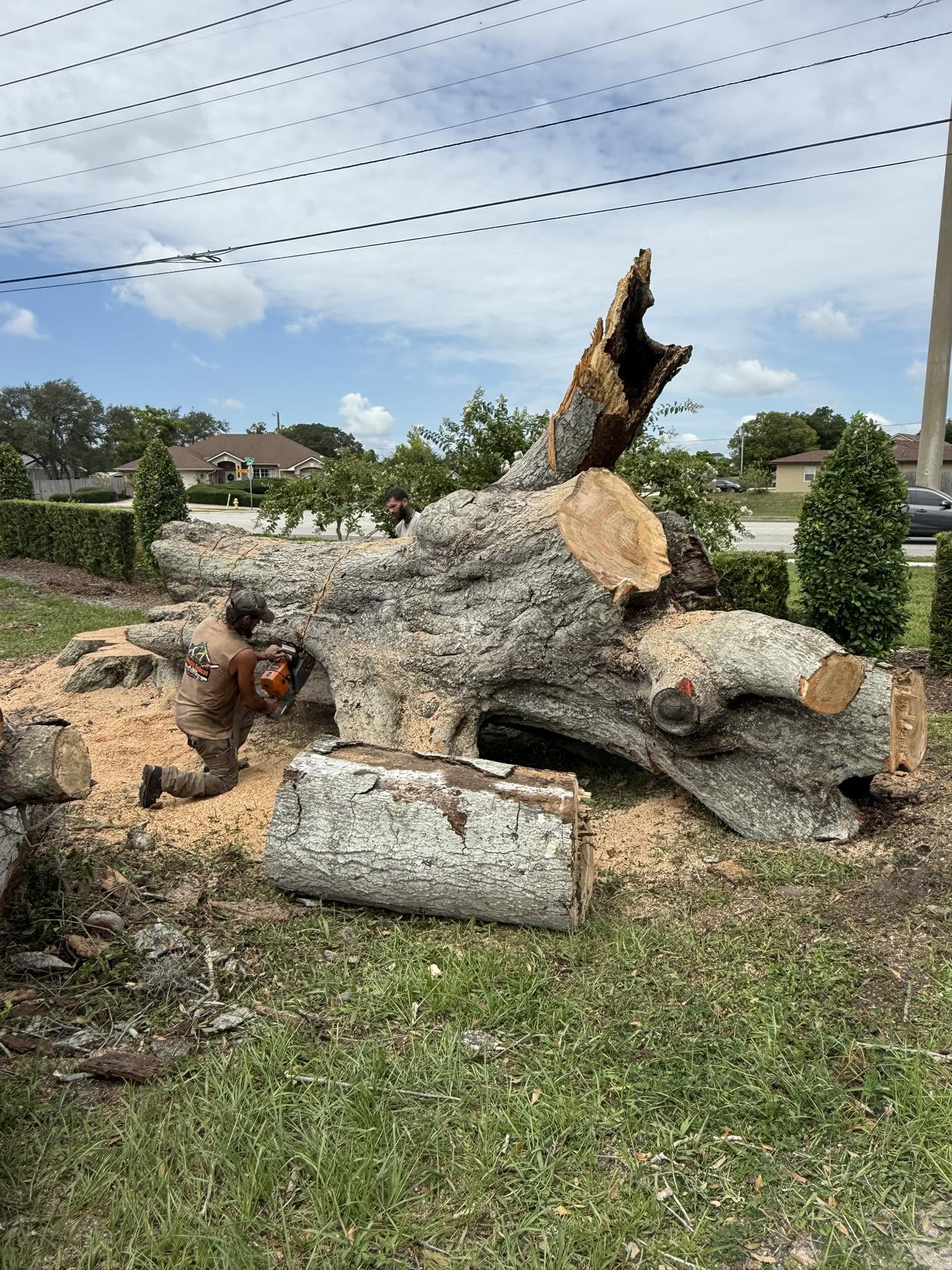 Arborist cutting large tree trunk with chainsaw, logs, and orange skid steer.