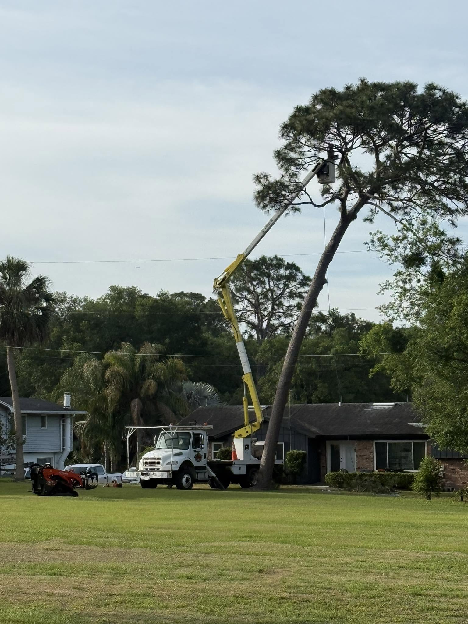 Arborists in safety gear prune a large tree using a chainsaw.