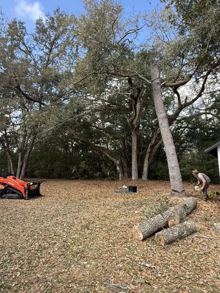 Arborist cutting large tree trunk with chainsaw, logs, and orange skid steer.