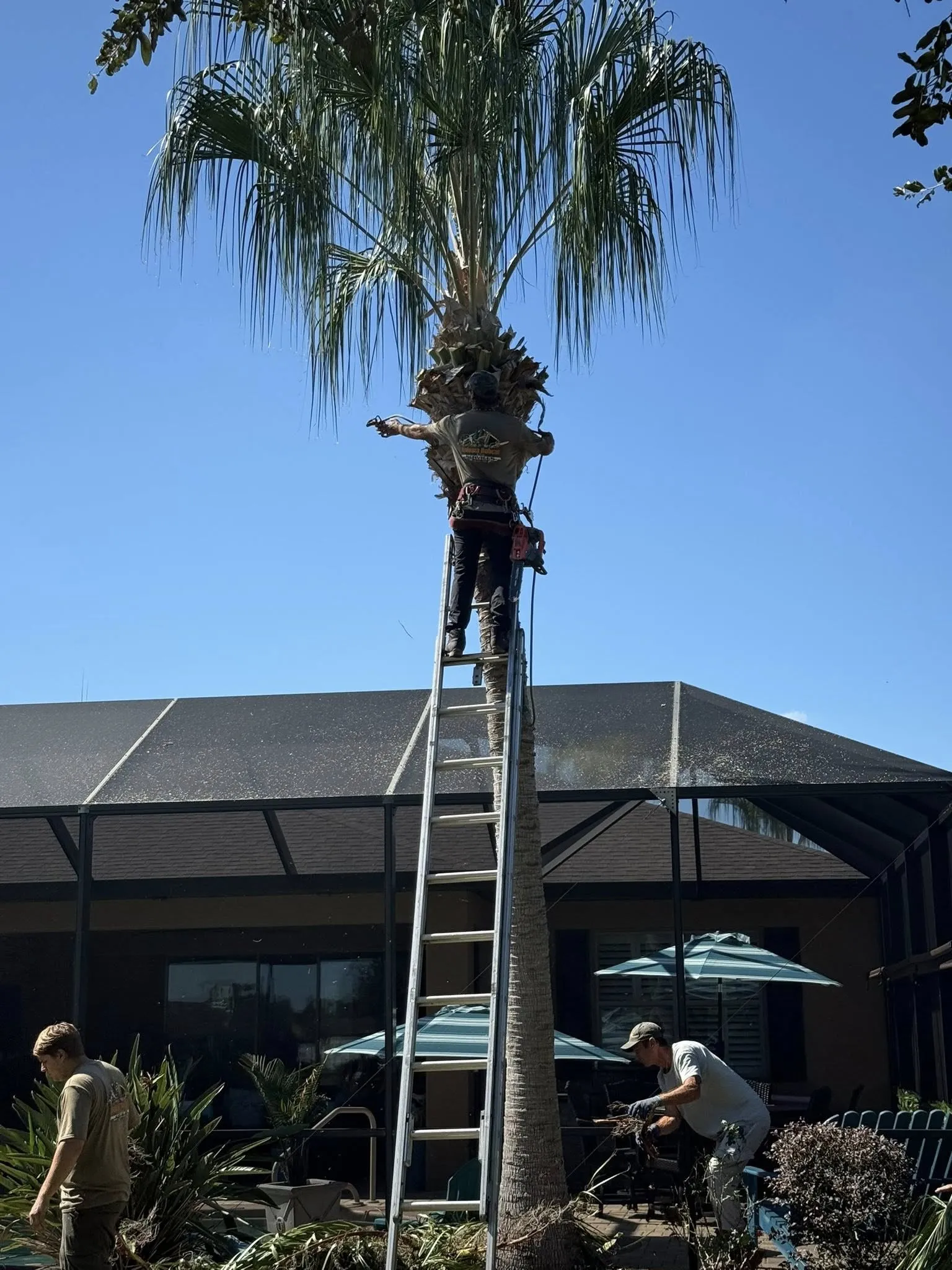Arborists pruning a tall palm tree with a ladder and cleaning ground debris