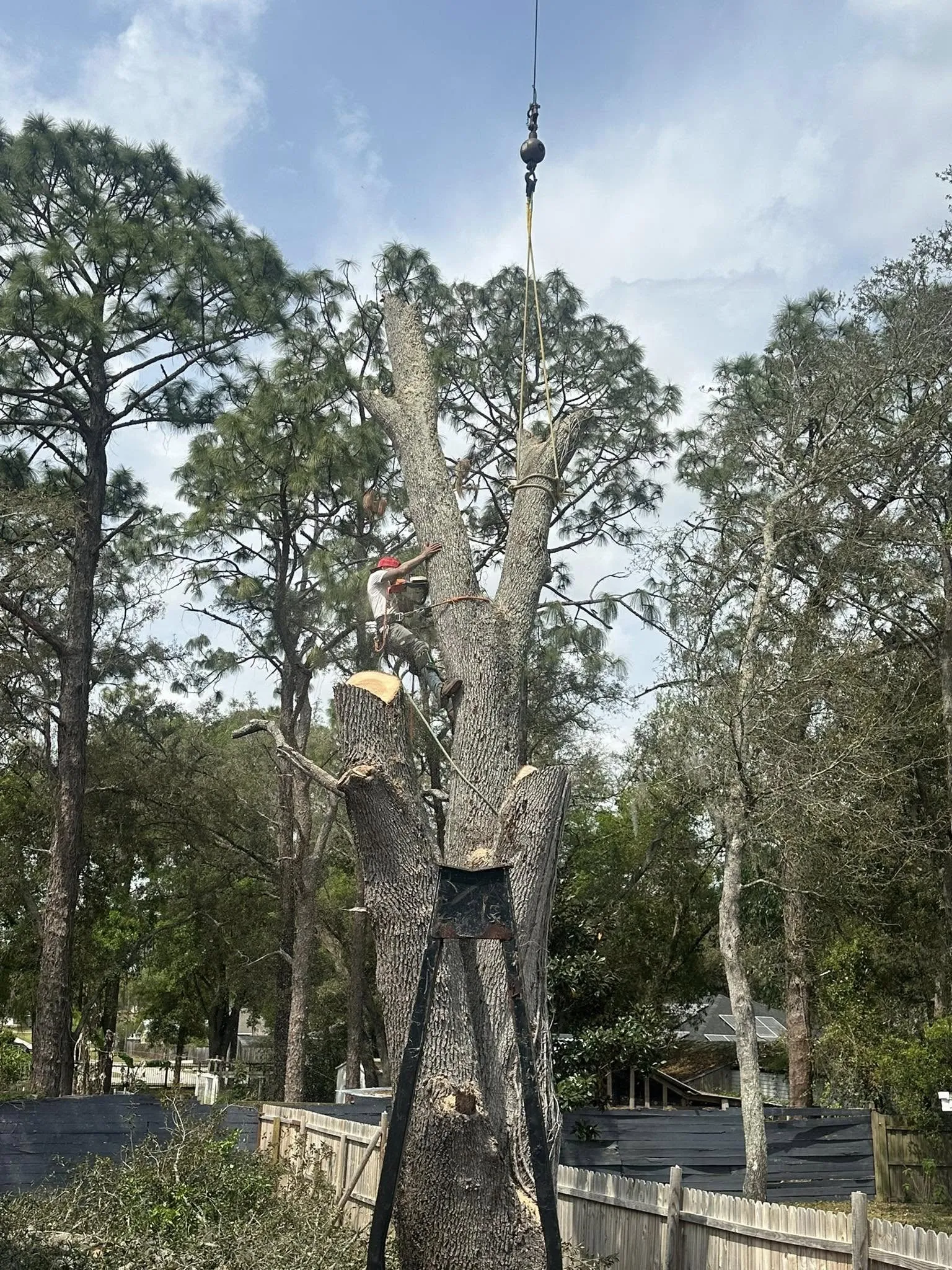 Arborist cutting a large tree assisted by a crane and rigging