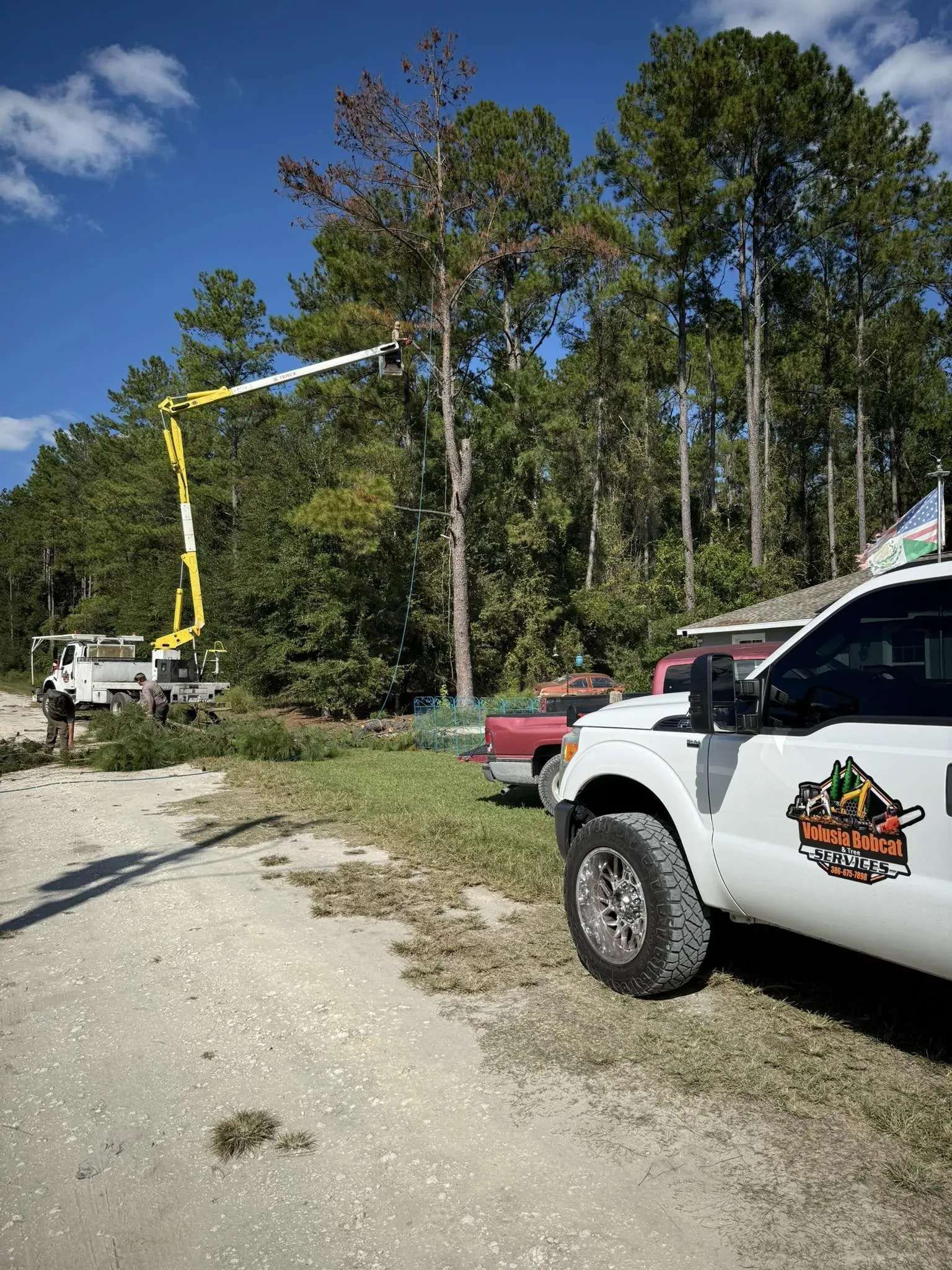 Arborist using a chainsaw to trim tree branches