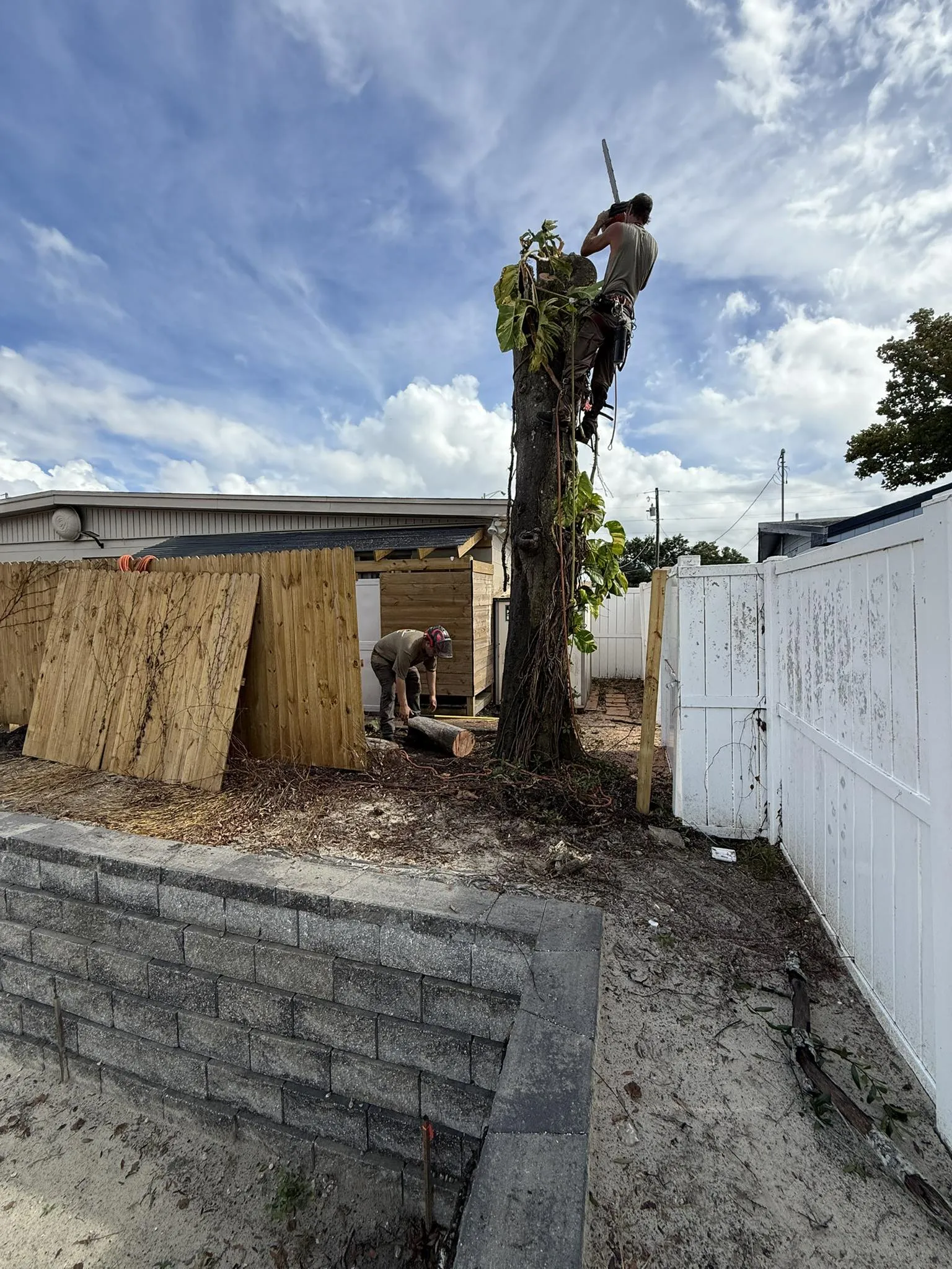 Arborist climbing a tree for professional tree removal