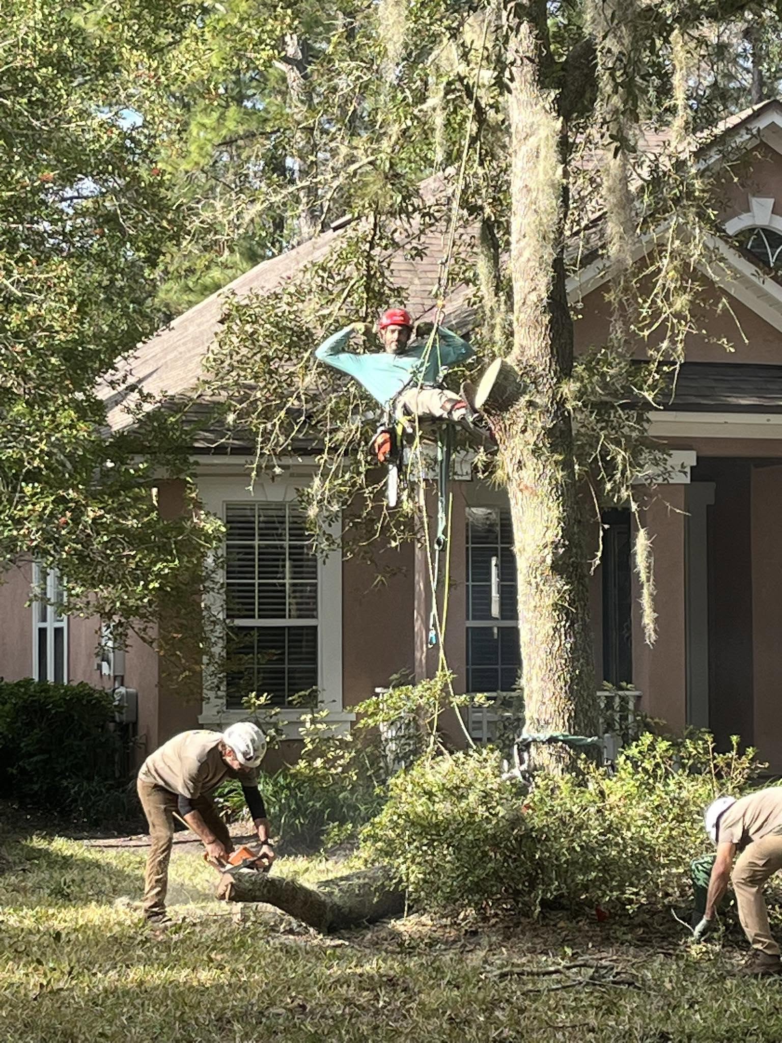 Tree service professionals pruning a large tree in a residential yard